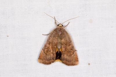 <i>Noctua interjecta</i>