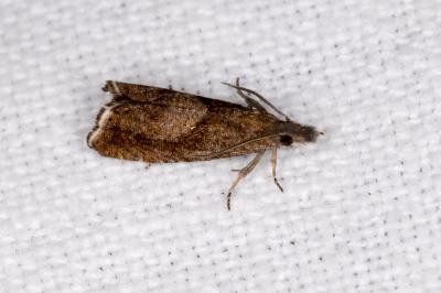 <i>Dichrorampha simpliciana</i>
