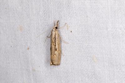 <i>Agriphila geniculea</i>