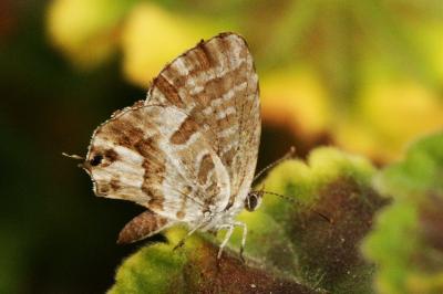 <i>Cacyreus marshalli</i>