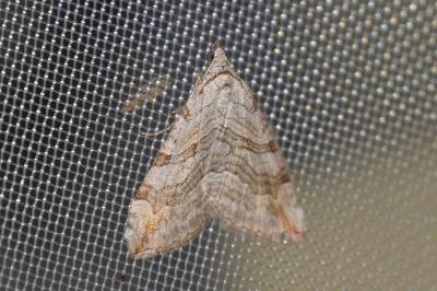 <i>Aplocera efformata</i>