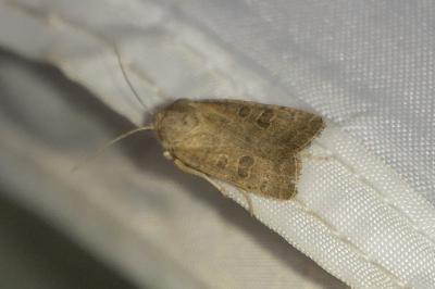 <i>Hoplodrina ambigua</i>