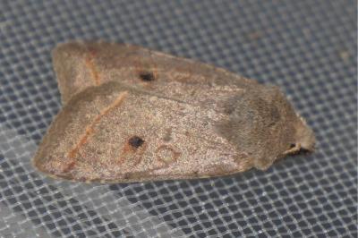 <i>Leptologia lota</i>