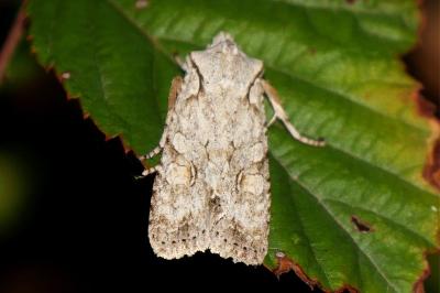 <i>Lithophane ornitopus</i>