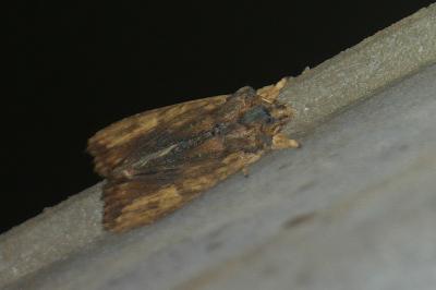 <i>Lithophane semibrunnea</i>