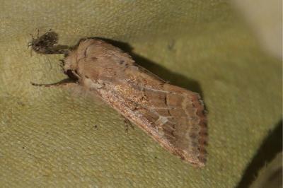<i>Luperina dumerilii</i>