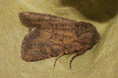 <i>Luperina testacea</i>