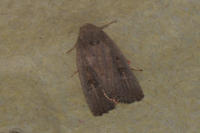 <i>Proxenus hospes</i>