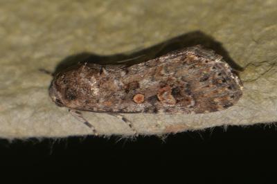 <i>Spodoptera exigua</i>