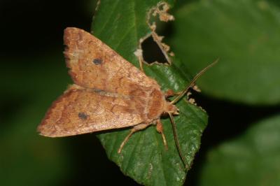 <i>Sunira circellaris</i>