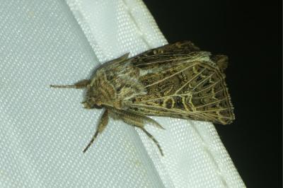 <i>Tholera decimalis</i>