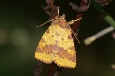<i>Xanthia togata</i>