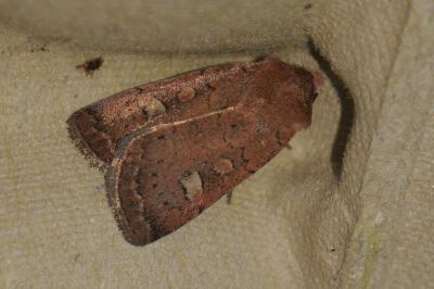 <i>Xestia xanthographa</i>