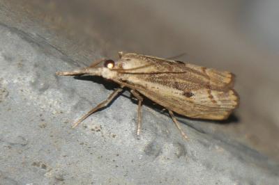 <i>Agriphila geniculea</i>