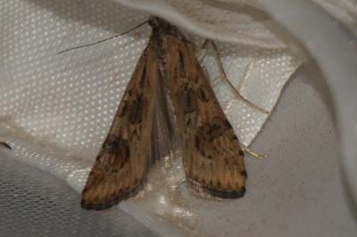 <i>Nomophila noctuella</i>