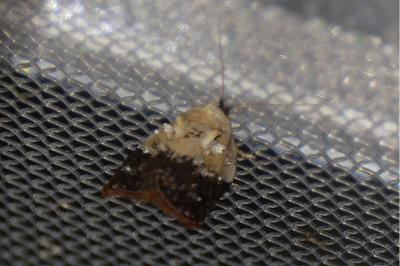 <i>Acleris variegana</i>