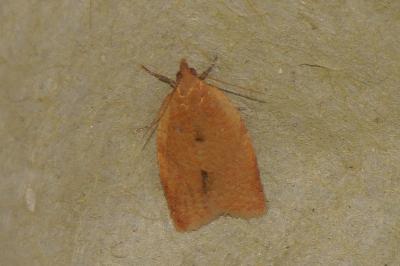 <i>Clepsis consimilana</i>