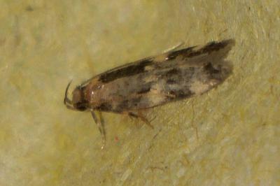 <i>Oegoconia</i>