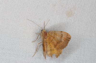 <i>Camptogramma bilineata</i>