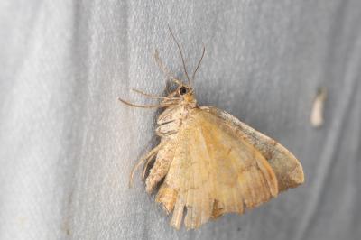 <i>Camptogramma bilineata</i>