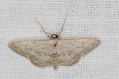 <i>Idaea seriata</i>