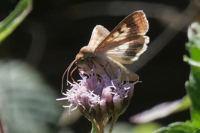 <i>Helicoverpa armigera</i>