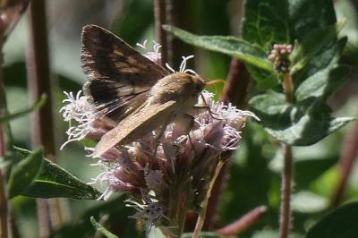 <i>Helicoverpa armigera</i>
