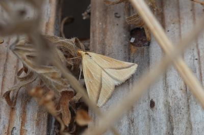<i>Rhodometra sacraria</i>