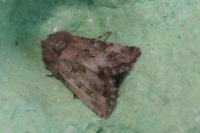<i>Luperina testacea</i>