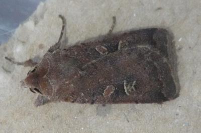 <i>Xestia xanthographa</i>