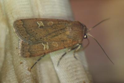 <i>Xestia xanthographa</i>