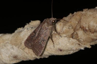 <i>Xestia xanthographa</i>