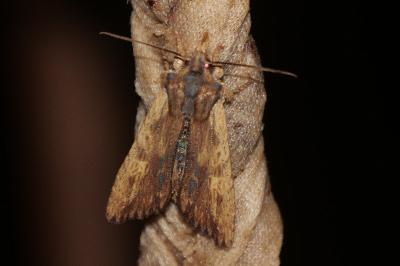 <i>Lithophane semibrunnea</i>