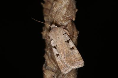<i>Eugnorisma glareosa</i>