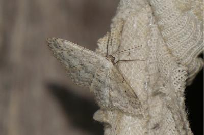 <i>Idaea seriata</i>