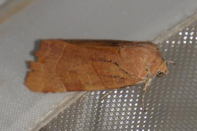 <i>Noctua fimbriata</i>