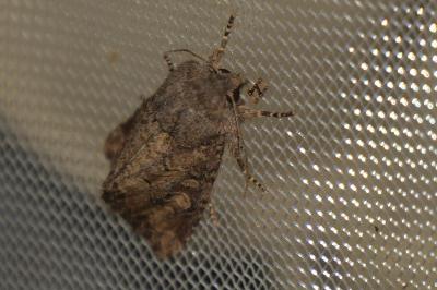 <i>Luperina testacea</i>