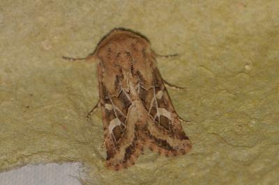 <i>Luperina dumerilii</i>