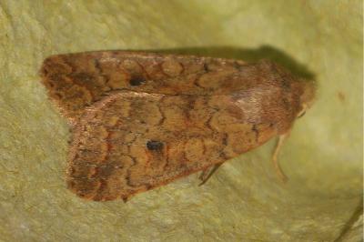 <i>Sunira circellaris</i>