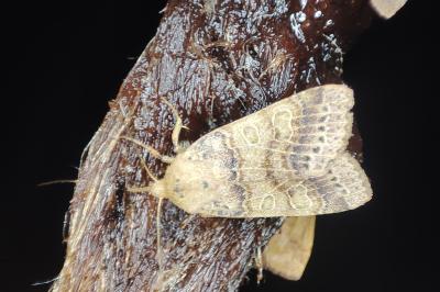 <i>Anchoscelis pistacinoides</i>