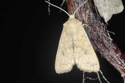 <i>Sunira circellaris</i>