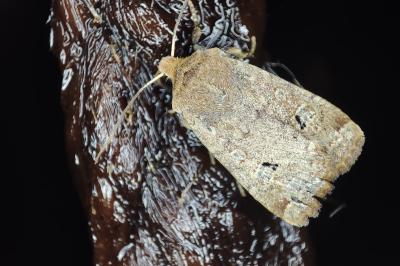 <i>Conistra erythrocephala</i>
