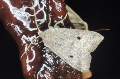 <i>Leptologia lota</i>