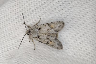 <i>Lithophane ornitopus</i>