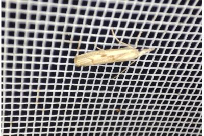 <i>Agriphila geniculea</i>