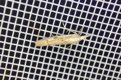 <i>Agriphila geniculea</i>