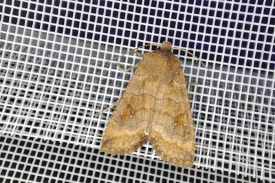 <i>Eupsilia transversa</i>