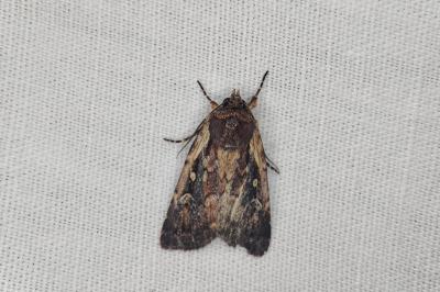 <i>Xestia agathina</i>