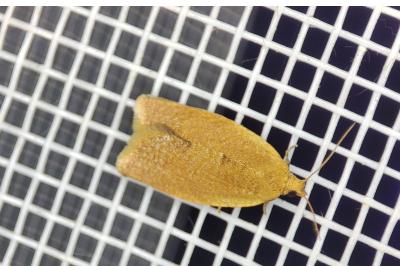 <i>Clepsis consimilana</i>