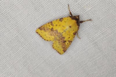 <i>Xanthia togata</i>